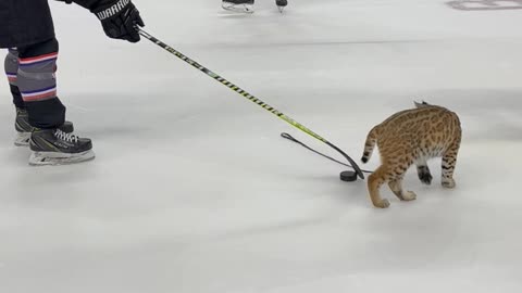 Bobcat Plays with Hockey Players on the Ice