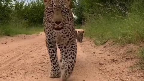 The leopard