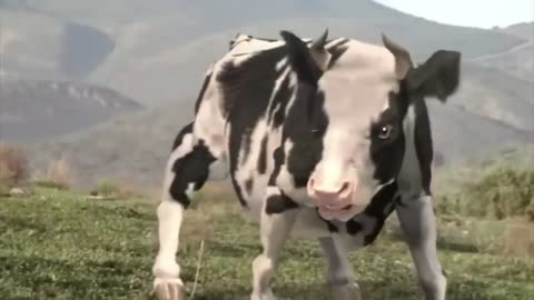 Funny Cow Fight Kung Fu Animal Humor Eastern Eastern Ninja Animal.