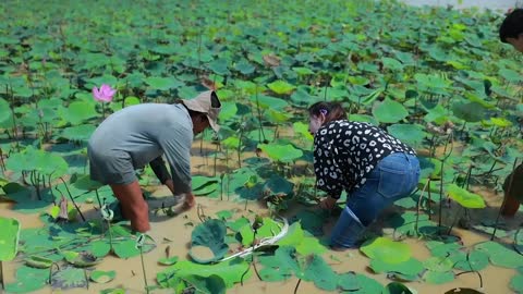 Harvest Lotus root and pick fruit for cooking