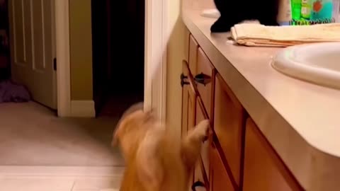 Feline Frenzy: Adorable and Hilarious Cats in Action!