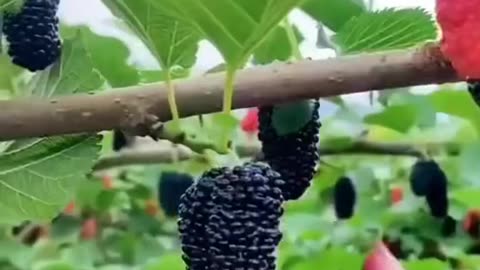 Mulberries | Fruits |