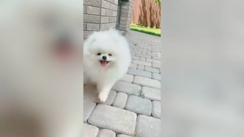 Best and funny short video of dog