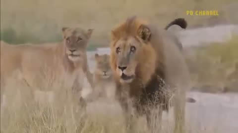 Shocking moments when painful lions are attacked and tortured video