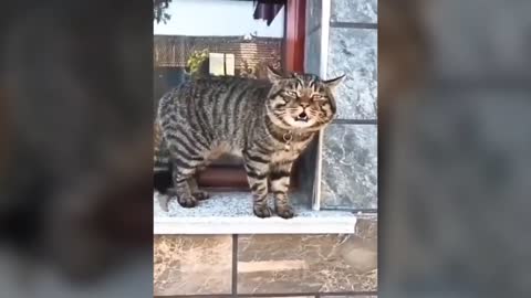 #Cats talking !! these cats can speak english better than hooman 💘😹 🐶🤣 #Funny #Cat #Videos #funny