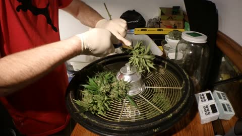 Lumo-X Bowl Trimmer Actual Usage Full Plant Trim 1 Take. Cut, Trim, Hang. Yummy Feminized Harvest