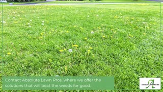 Why Do You Have Weeds in Your Yard?