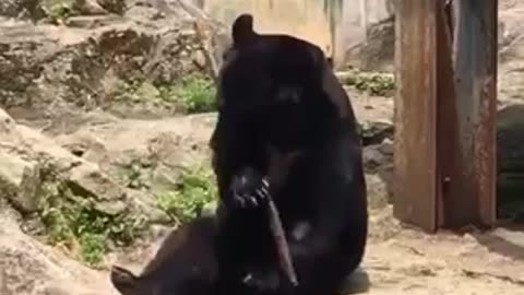 Kung Fu Panda, well bear anyway
