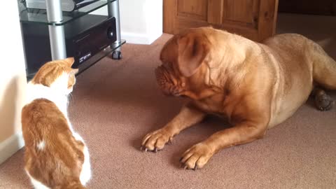 Dog and cat enjoy adorable play-fight