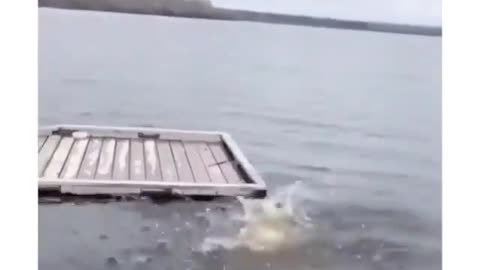 Funny Animal Videos. My dog learning to swim. First time doggie paddle.