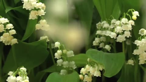 FLOWERS CAN DANCE!!! Amazing nature/ Beautiful blooming flower time lapse video