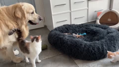 Mom Cat Shows Baby Kittens how to be friends with a Golden Retriever