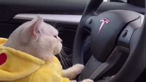 cute cat status video😻 | cat driving tesla #shortvideo #ytshorts #youtubeshorts #shortsfeed #shorts