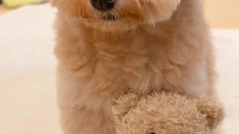 Cute 🥰 lovely 🌹 doge
