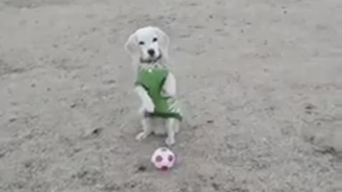 It's amazing how this little dog plays bal