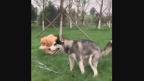 Funny 🤣 video dog 🐶 and kits