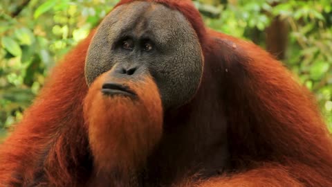 Meet the Orangutan: The Indonesian Species That Is Threatened with Extinction