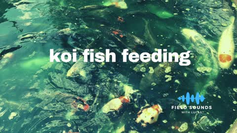 Koi fish feeding in a pond
