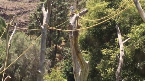 Cute Gibbons Playing & Climbing