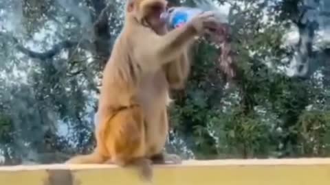 Funny Monkey drink cocacola