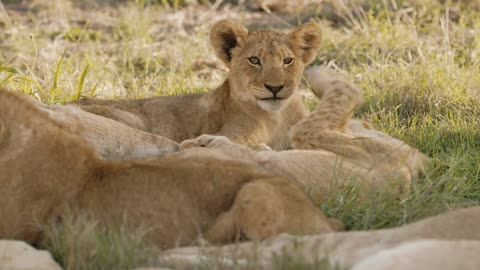 Lioness cubs playing with their mother