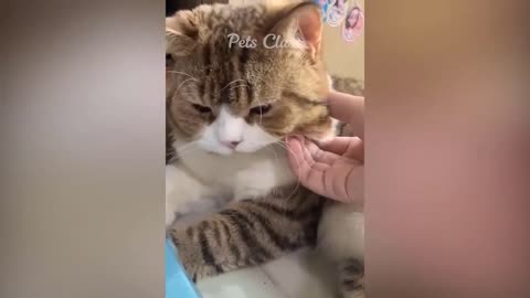 1 hour trending funny cats and dogs😂