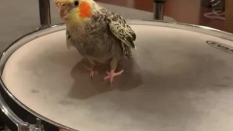 Incredible Parrot Plays the Drums Like a Pro!