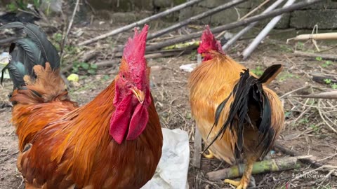 The scary and brave rooster--‼Funny and cute animals. magical animals.cute pet