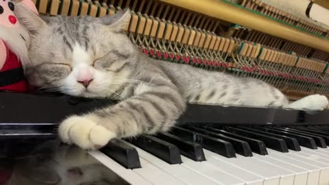 Peaceful moment - Lullaby for cat