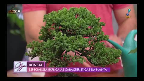 ABC DO BONSAI AO VIVO NO PROGRAMA OLGA DA REDE TV | JUNHO 2019