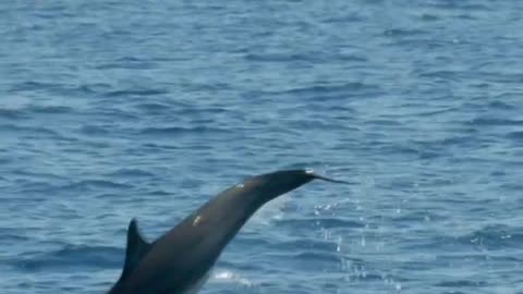 Baby dolphin sighting!!