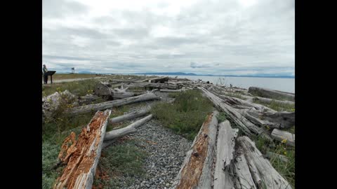 Unusual Driftwood Strewn Coast, Point Roberts, Washington on the Salish Sea