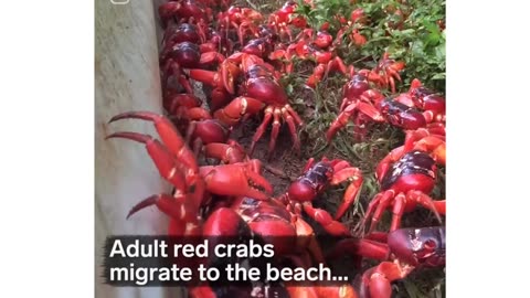 People Are Flocking To! Island To See The Red Crab Migration