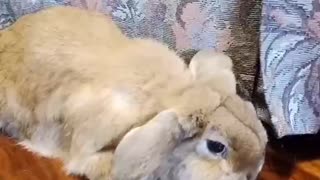 Holland Lop Chillin'