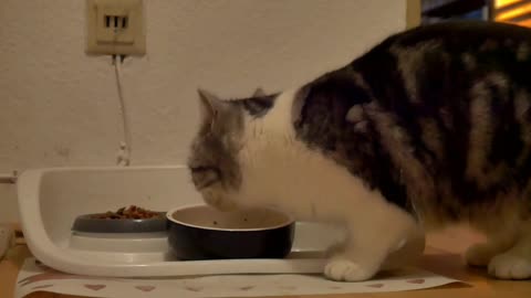 Cute cat eating food