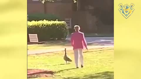 Angry Goose attack. Knockout everyone. How to stop laughing ?