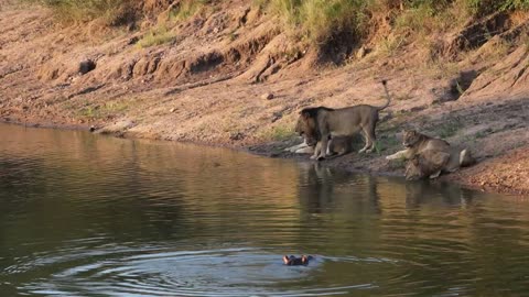 Angry hippo shows lions who's boss of the river