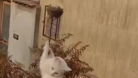 Funny Animals Fighting