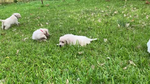 The pups in Evan's yard