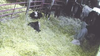 Calf Flips Farmer