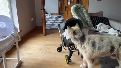 Curious Dog Bonds With Baby! He Tries To Rock Him To Sleep!