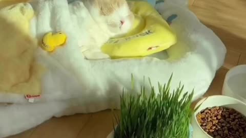 Pampered cat