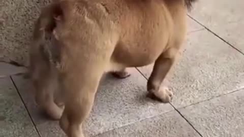 Funny cuty Dog video short...