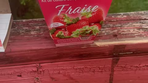 Organic Non gmo Strawberries growing is easy as 1 2 3 EDEN’s LIVING TV