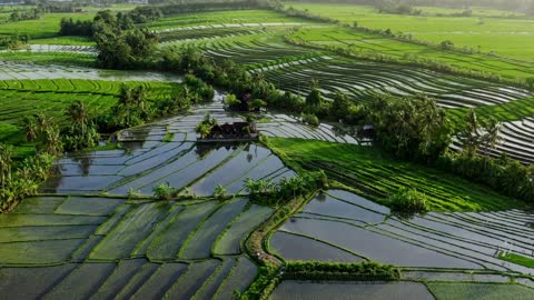 Relaxing Music With The Ricefield And Beautiful Sceneries