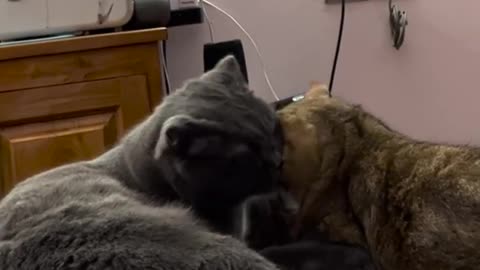 Funny cat kissing vedio