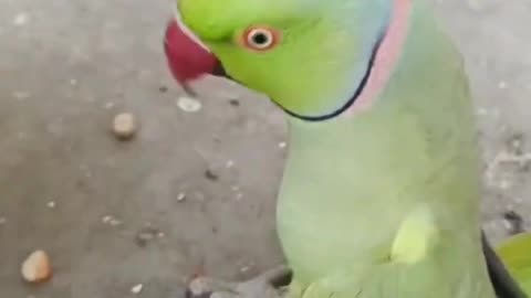 Parrot talking parrot #shortvideo #shorts