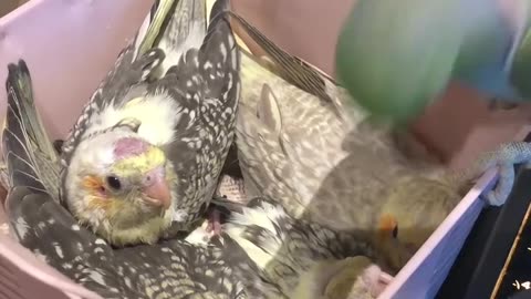 Bird Kisses New Babies