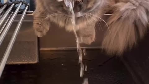 Cat's Playtime Adventures with a Dummy Snake & Water!