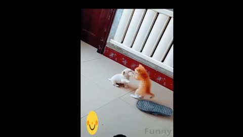 cats funny it `s cute 2021